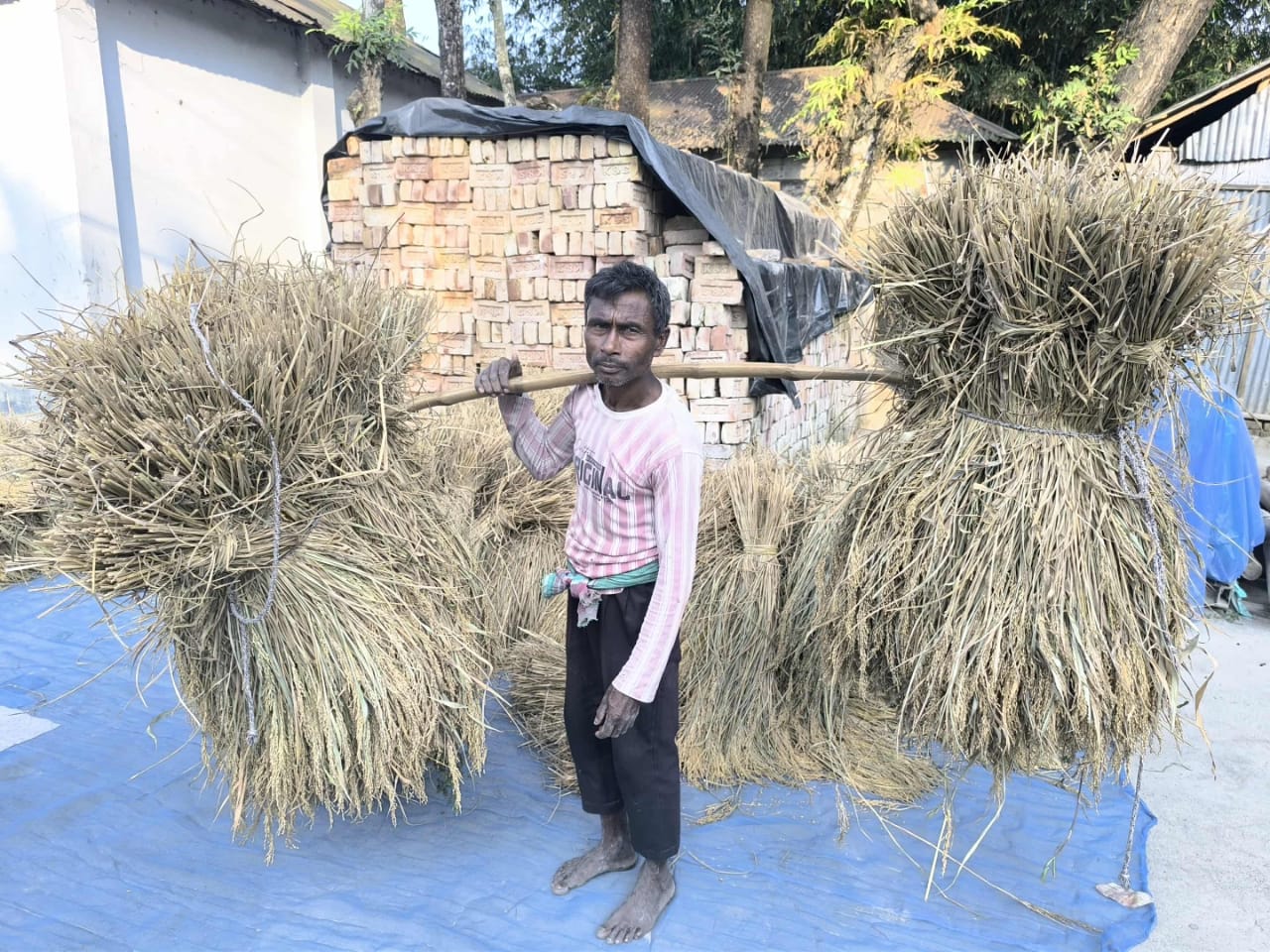 কয়েক দফা বন্যার পরেও ডিমলায় আমন ধানের বাম্পার ফলন: কৃষকের মুখে অম্লান হাসি